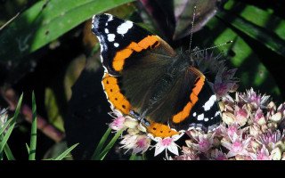 Tapeta vanessaatalanta3