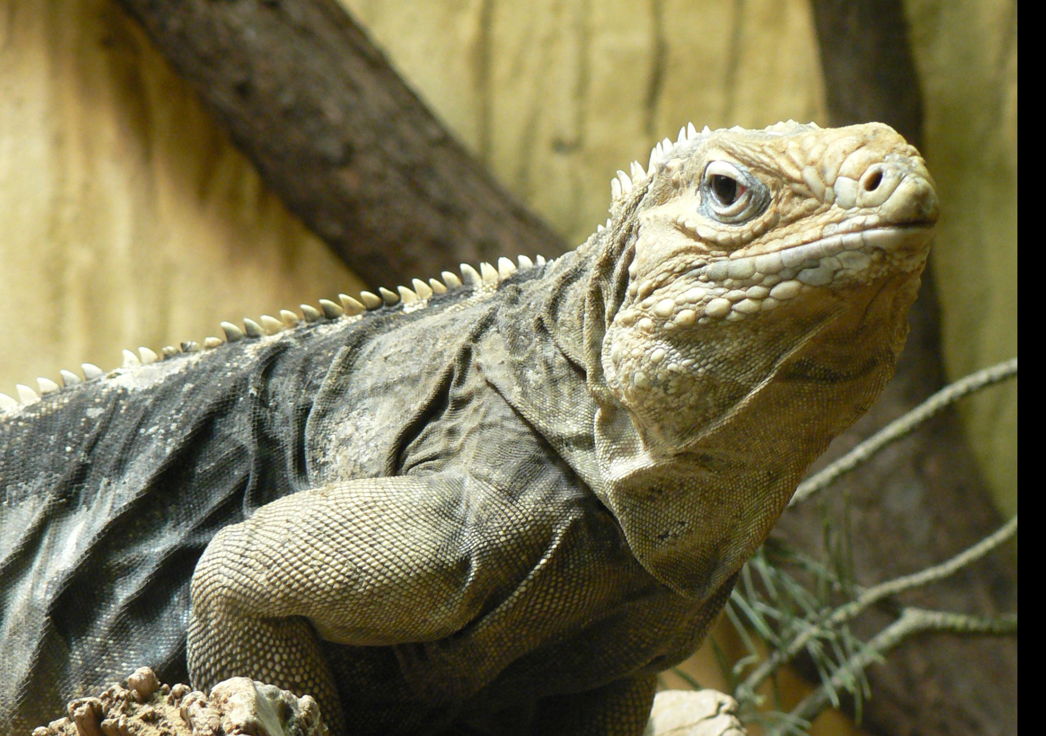 Tapeta varanus