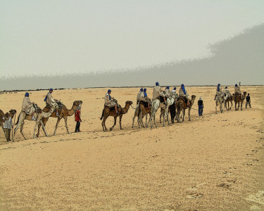 Tapeta: Velbloudi