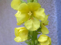 Tapeta Verbascum (divizna)