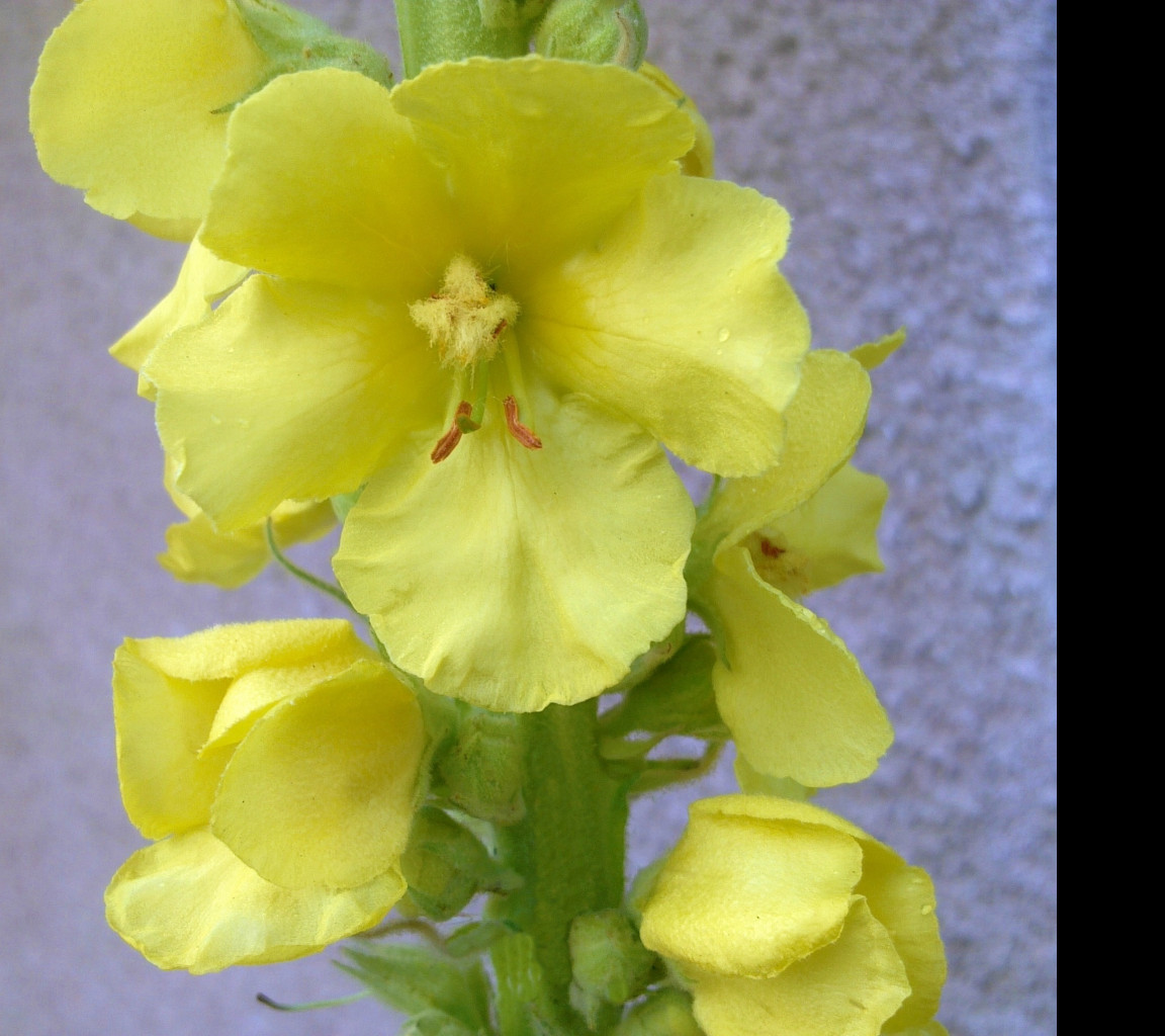 Tapeta verbascum__divizna_