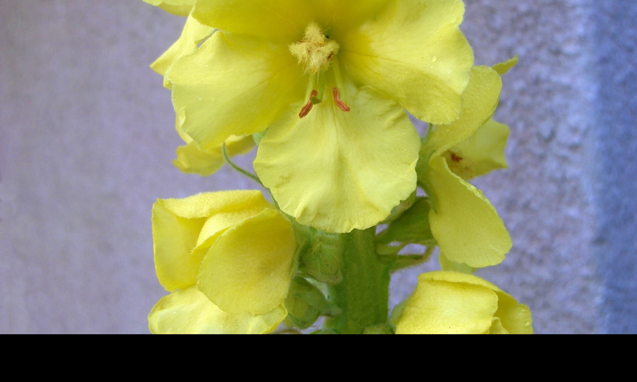 Tapeta verbascum__divizna_