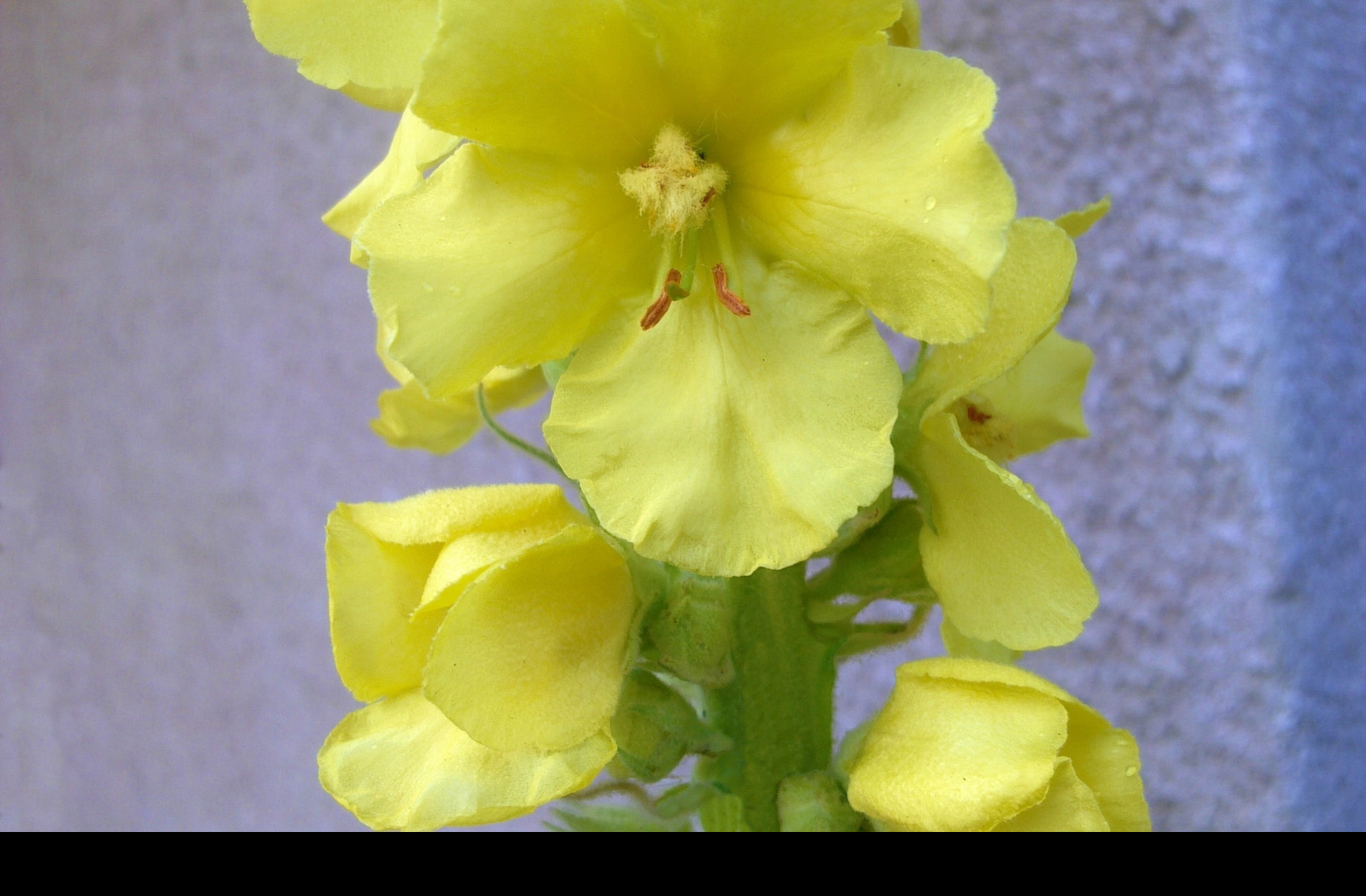 Tapeta verbascum__divizna_