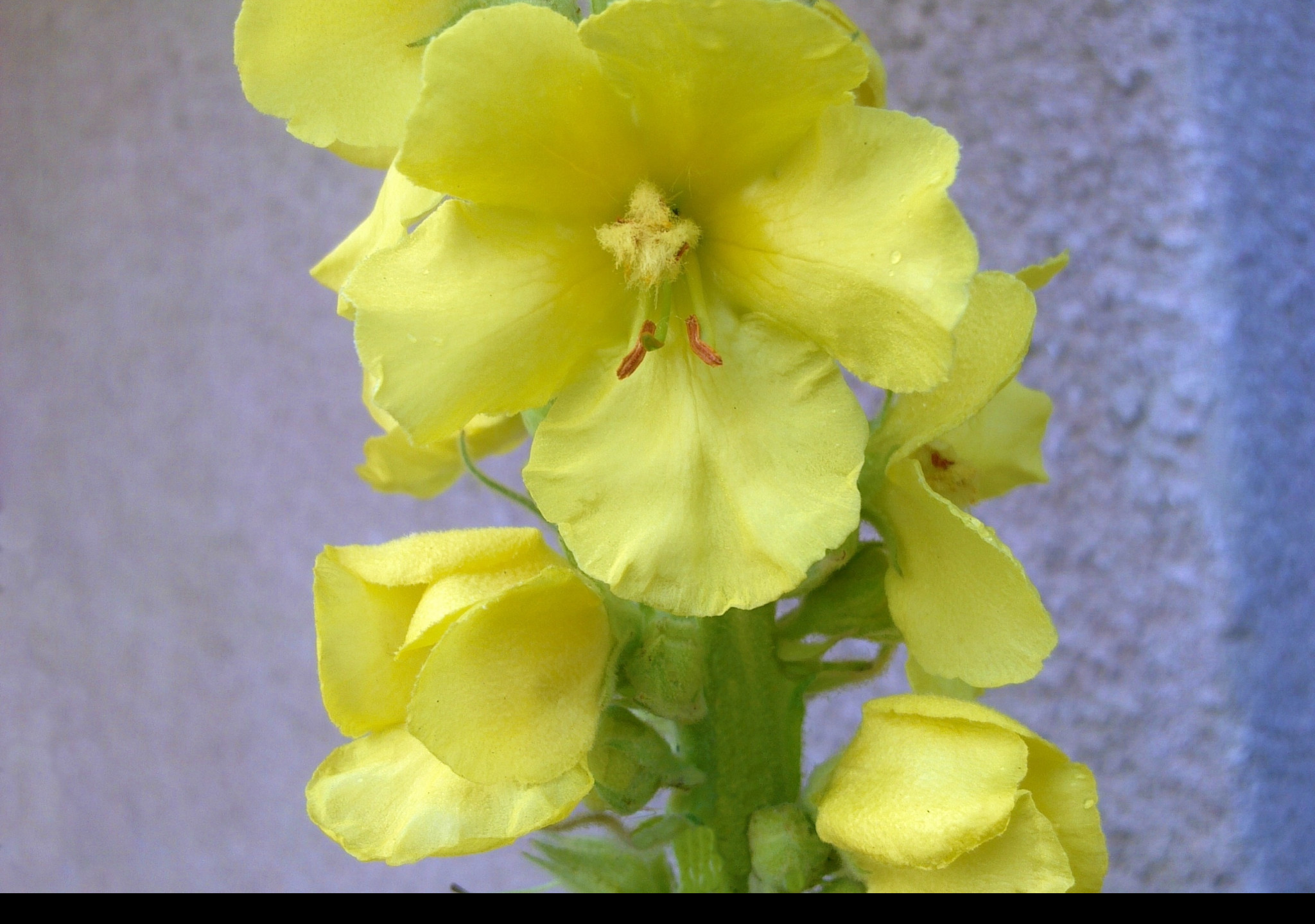 Tapeta verbascum__divizna_