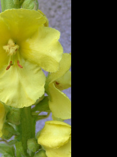 Tapeta verbascum__divizna_