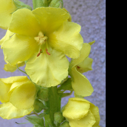 Tapeta verbascum__divizna_