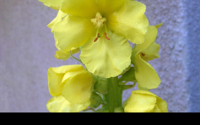 Tapeta verbascum__divizna_