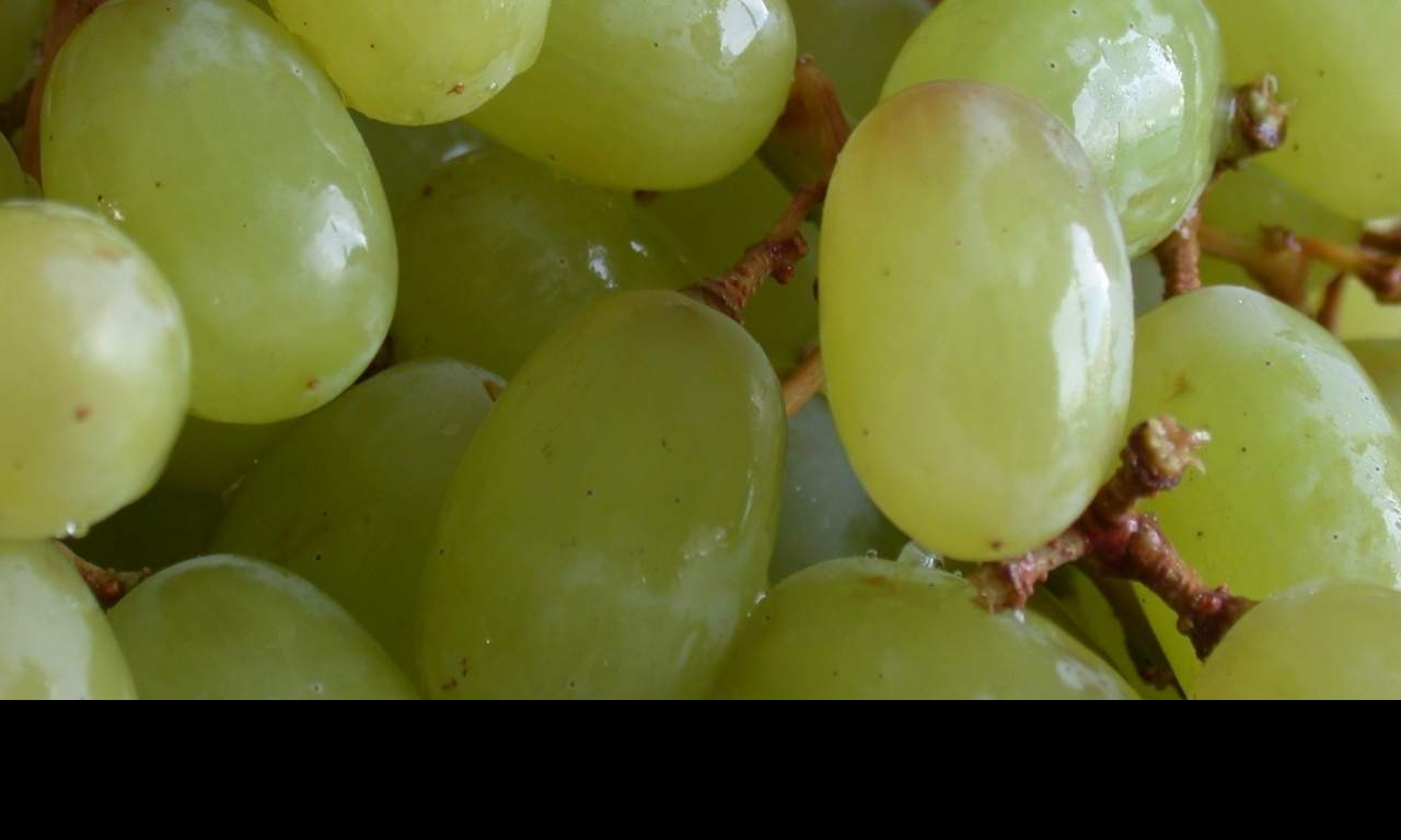 Tapeta vino