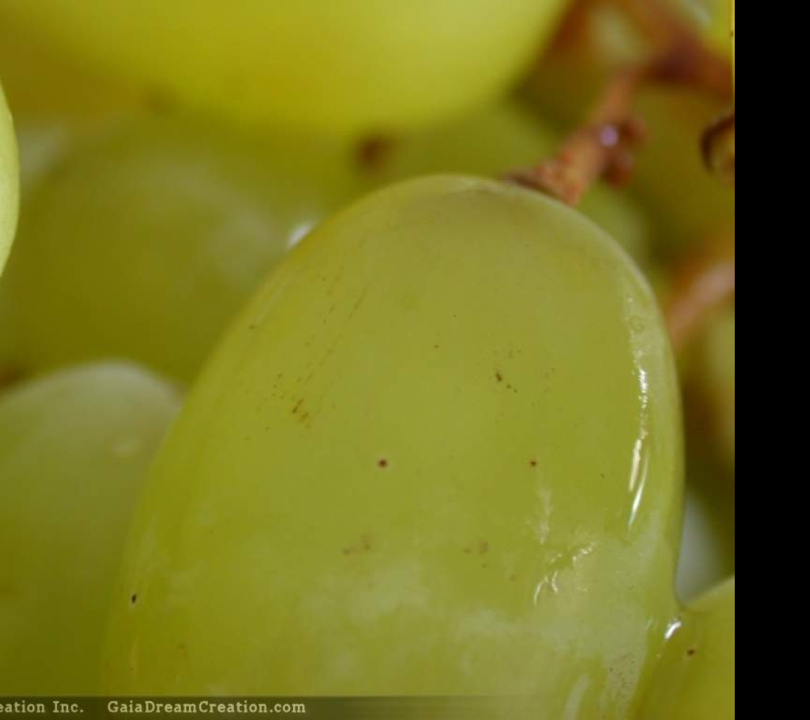 Tapeta vino2
