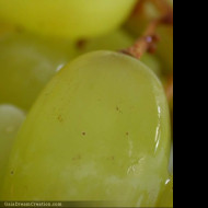 Tapeta vino2