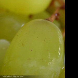 Tapeta vino2