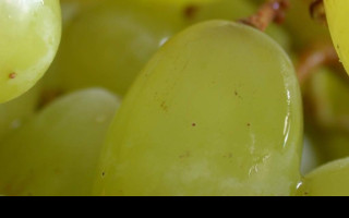 Tapeta vino2