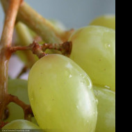 Tapeta vino5