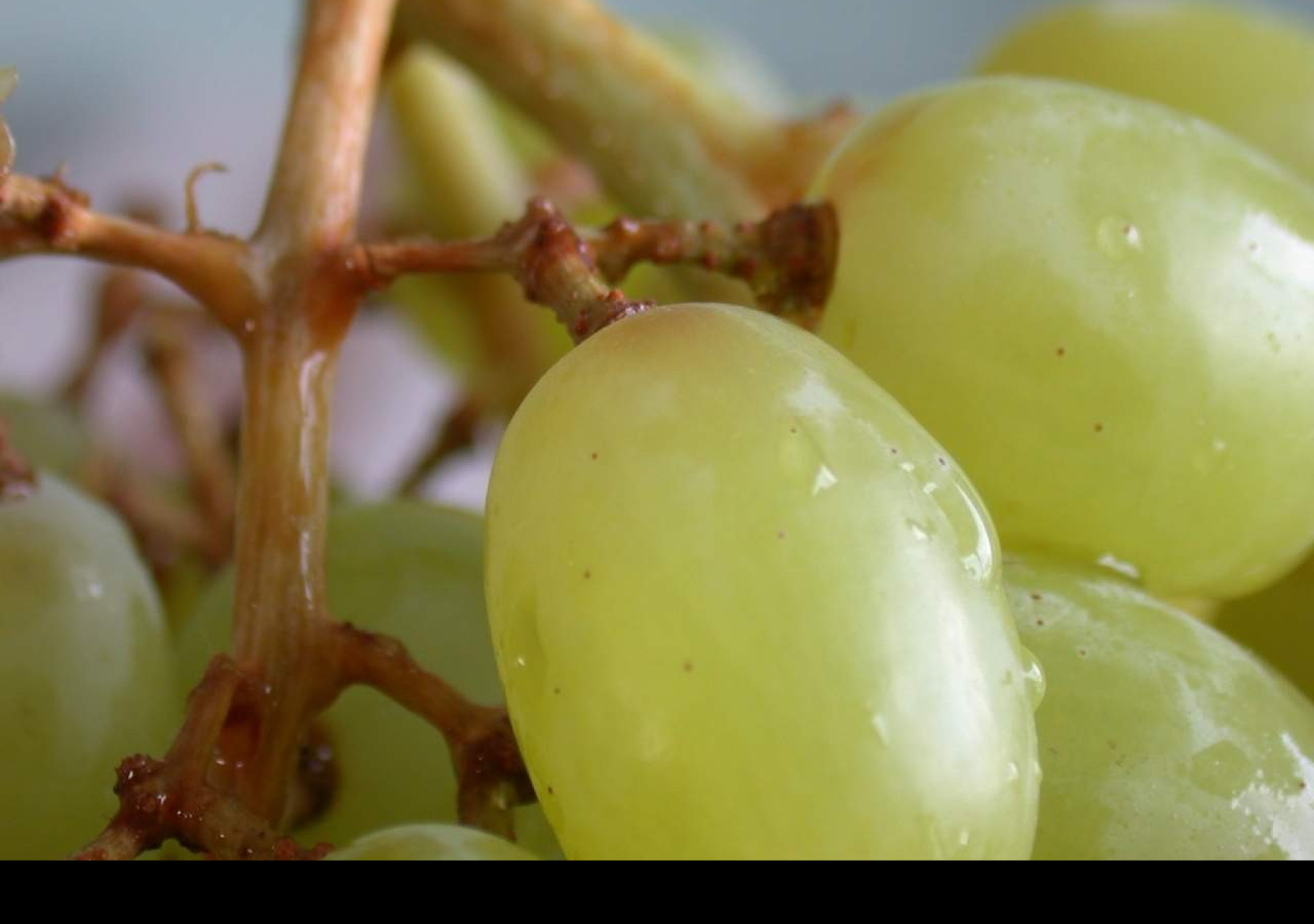 Tapeta vino5