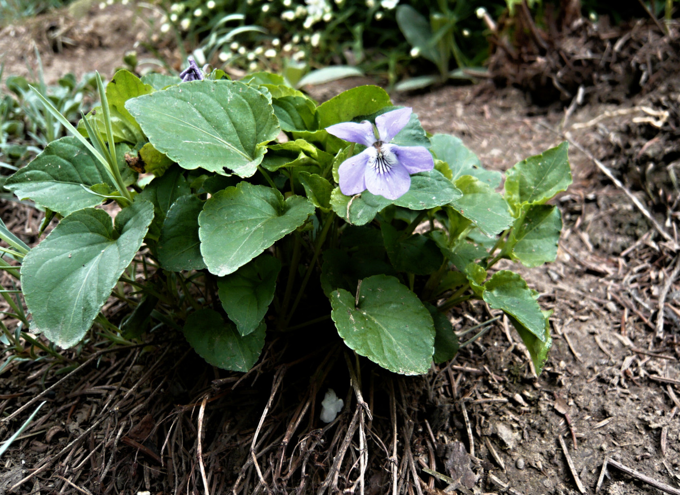 Tapeta viola_odorata