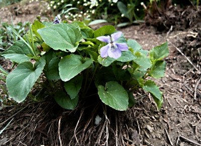 Tapeta: Viola odorata