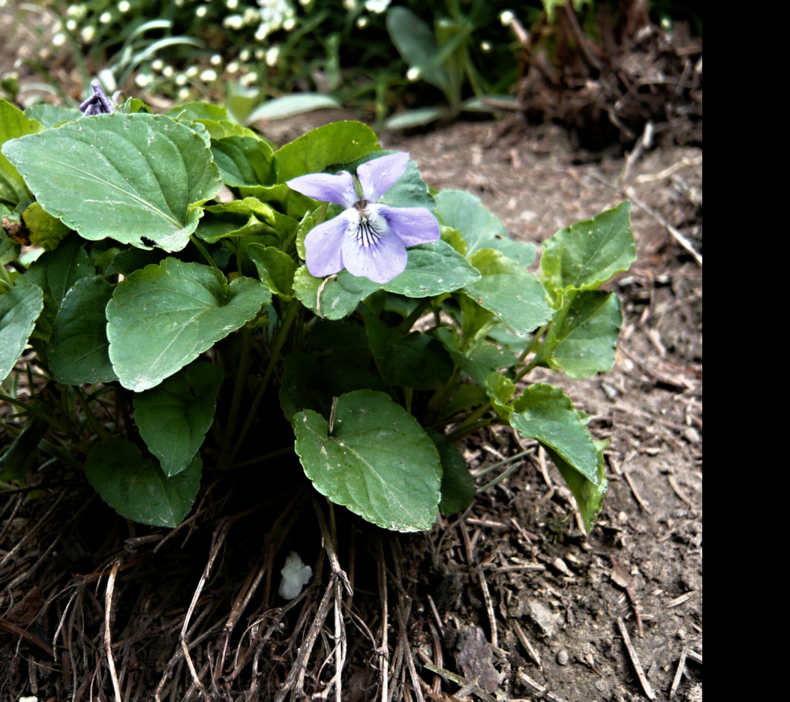 Tapeta viola_odorata