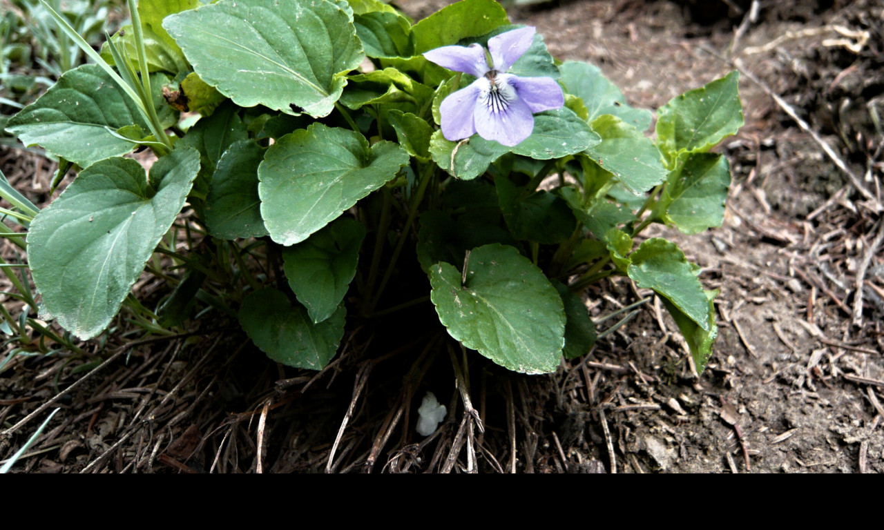 Tapeta viola_odorata