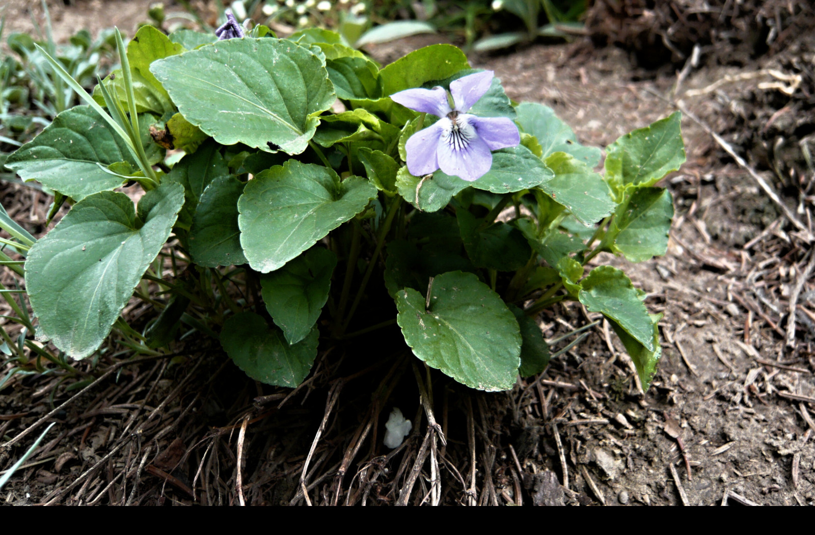 Tapeta viola_odorata