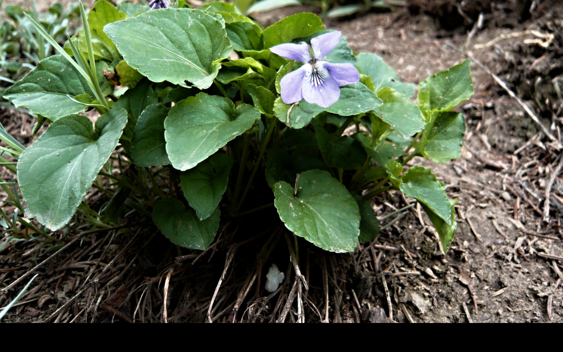 Tapeta viola_odorata