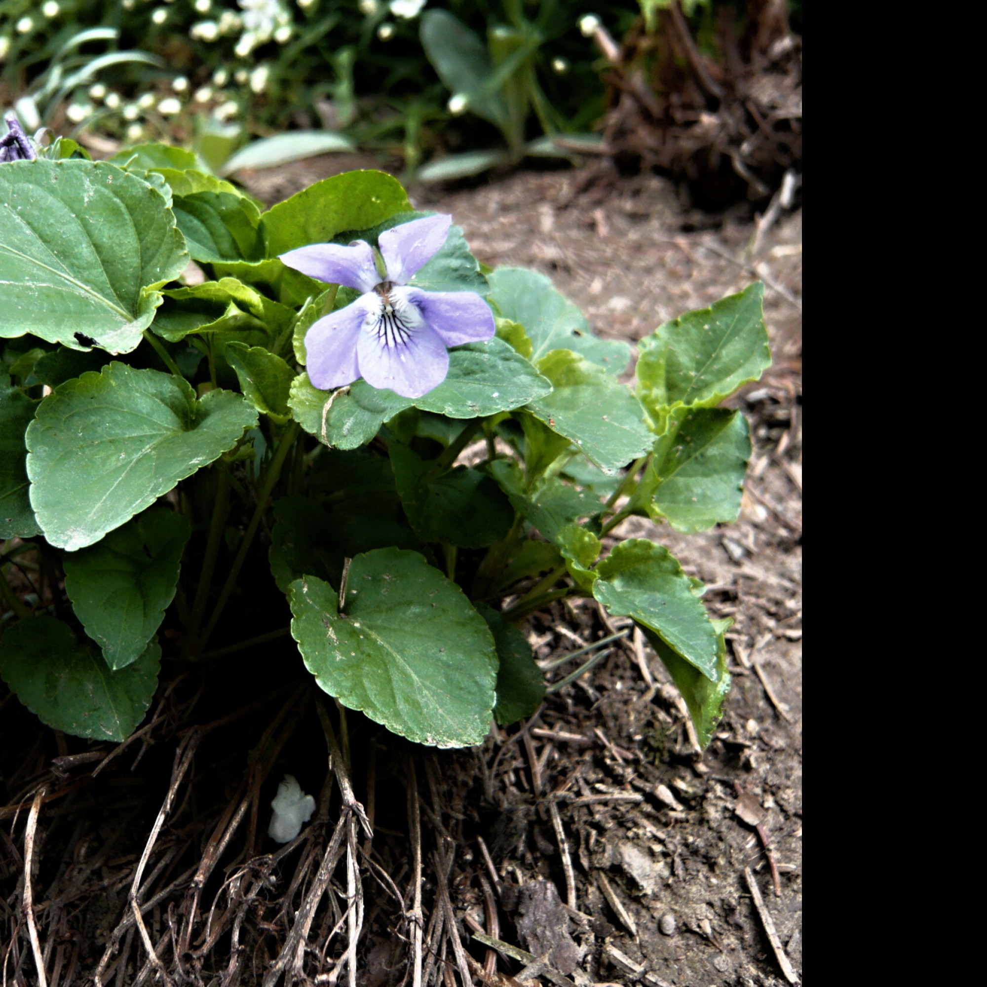 Tapeta viola_odorata