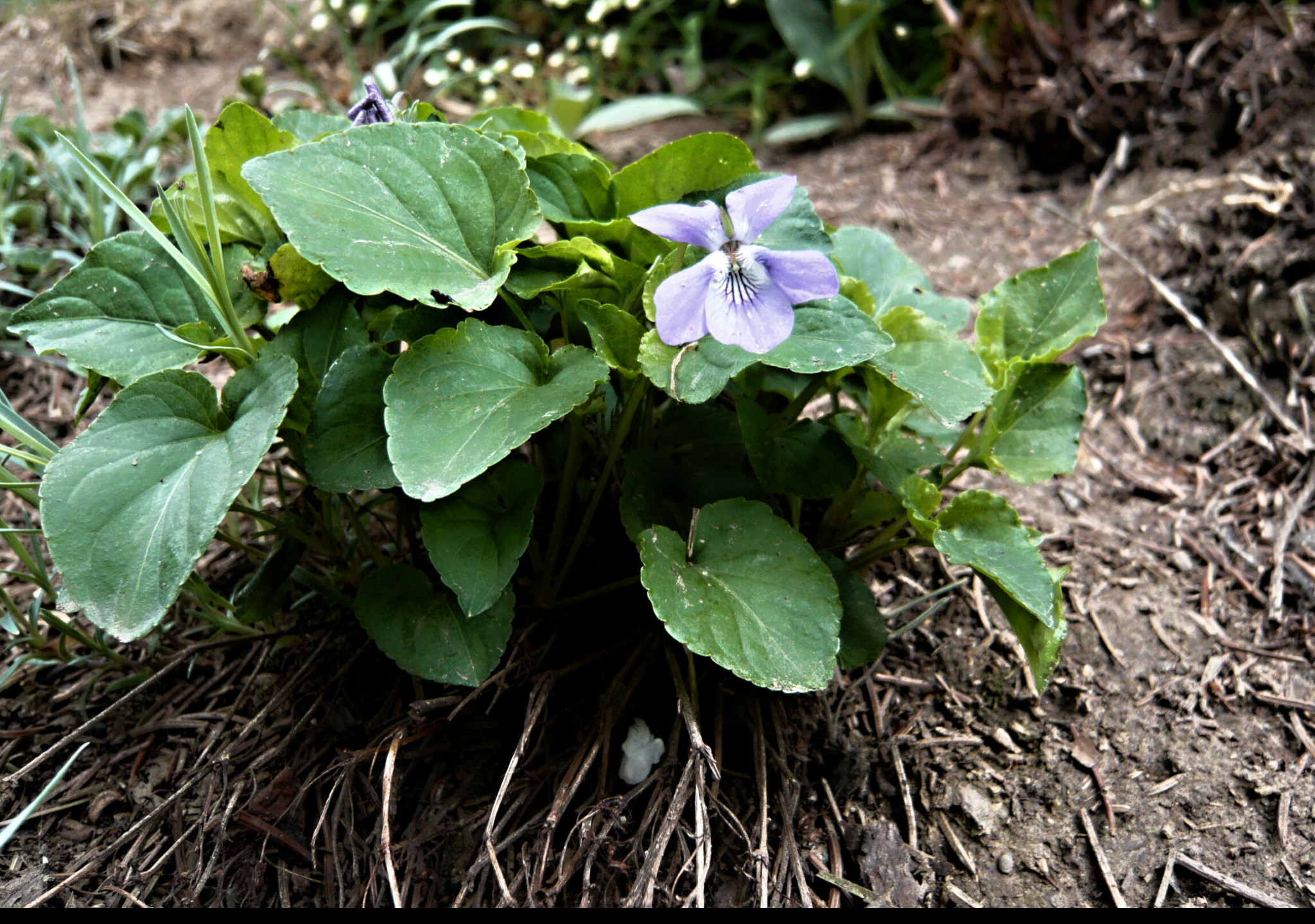 Tapeta viola_odorata