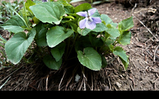 Tapeta viola_odorata