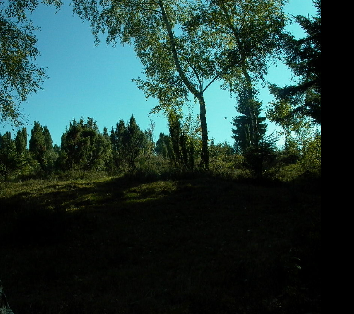 Tapeta vyhled_z_lesika