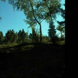 Tapeta vyhled_z_lesika