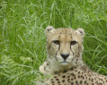 Tapeta What are you looking at?