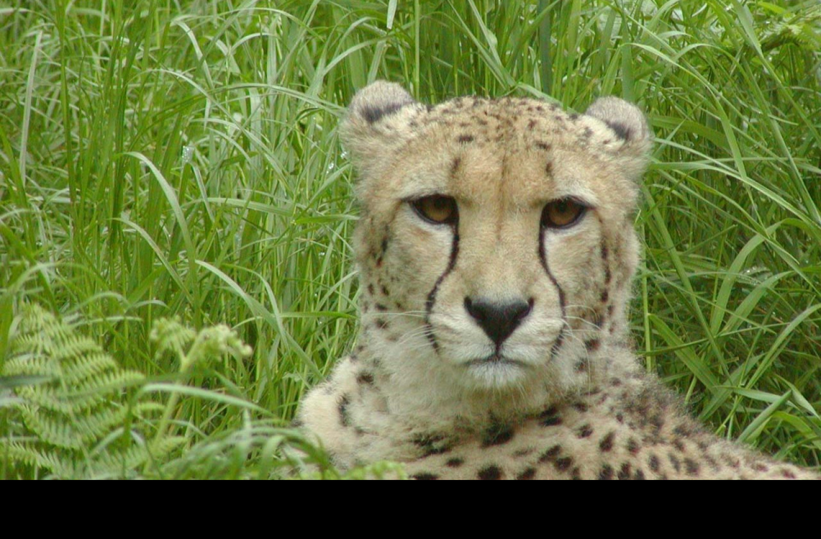 Tapeta whatareyoulookingat