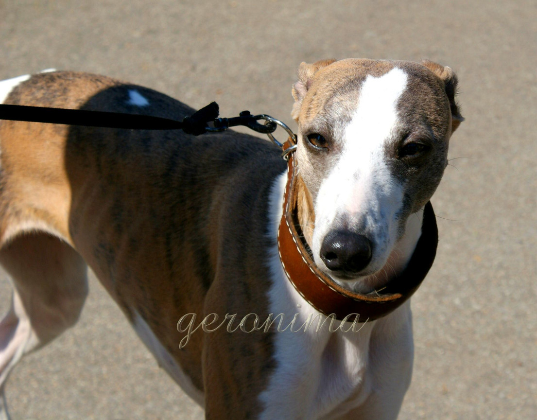 Tapeta whippet