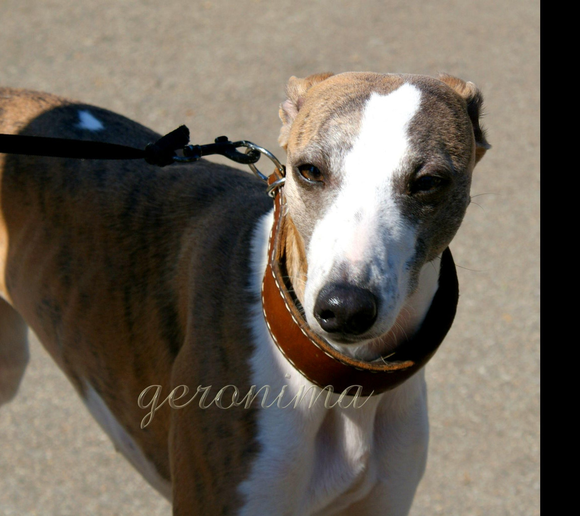 Tapeta whippet