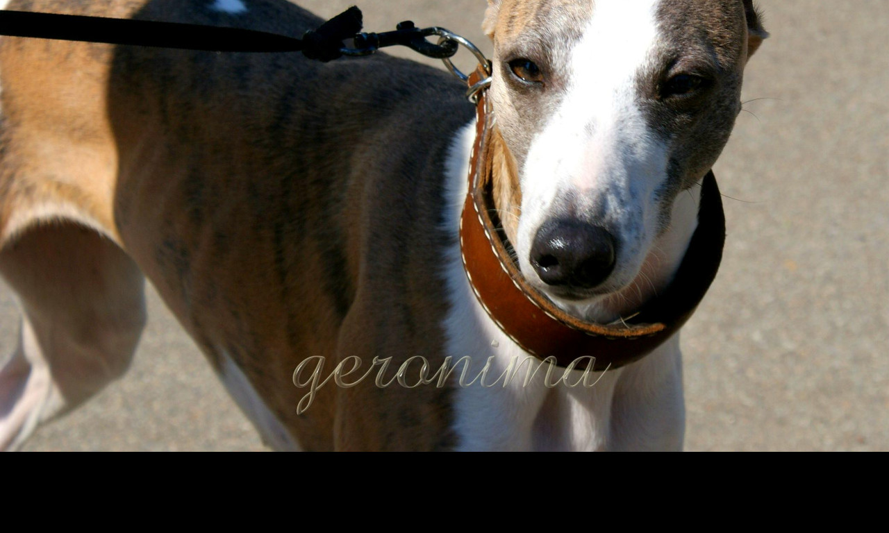 Tapeta whippet