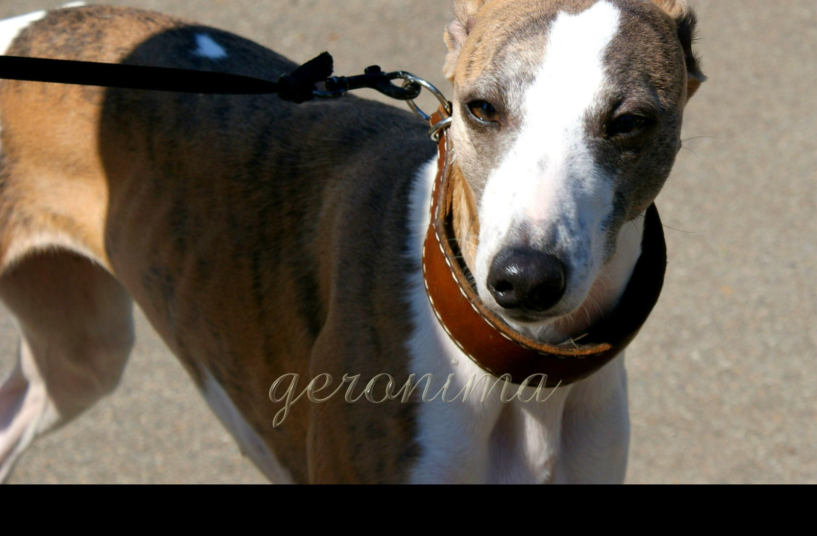 Tapeta whippet