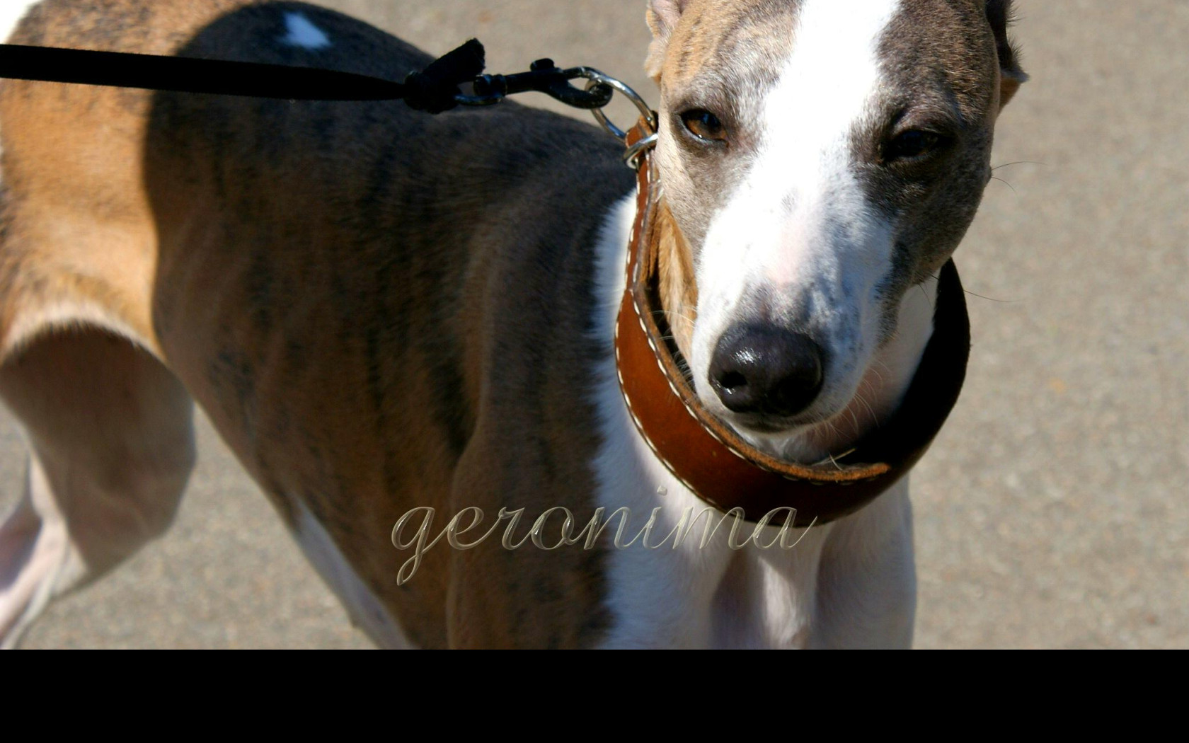 Tapeta whippet