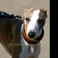 Tapeta whippet