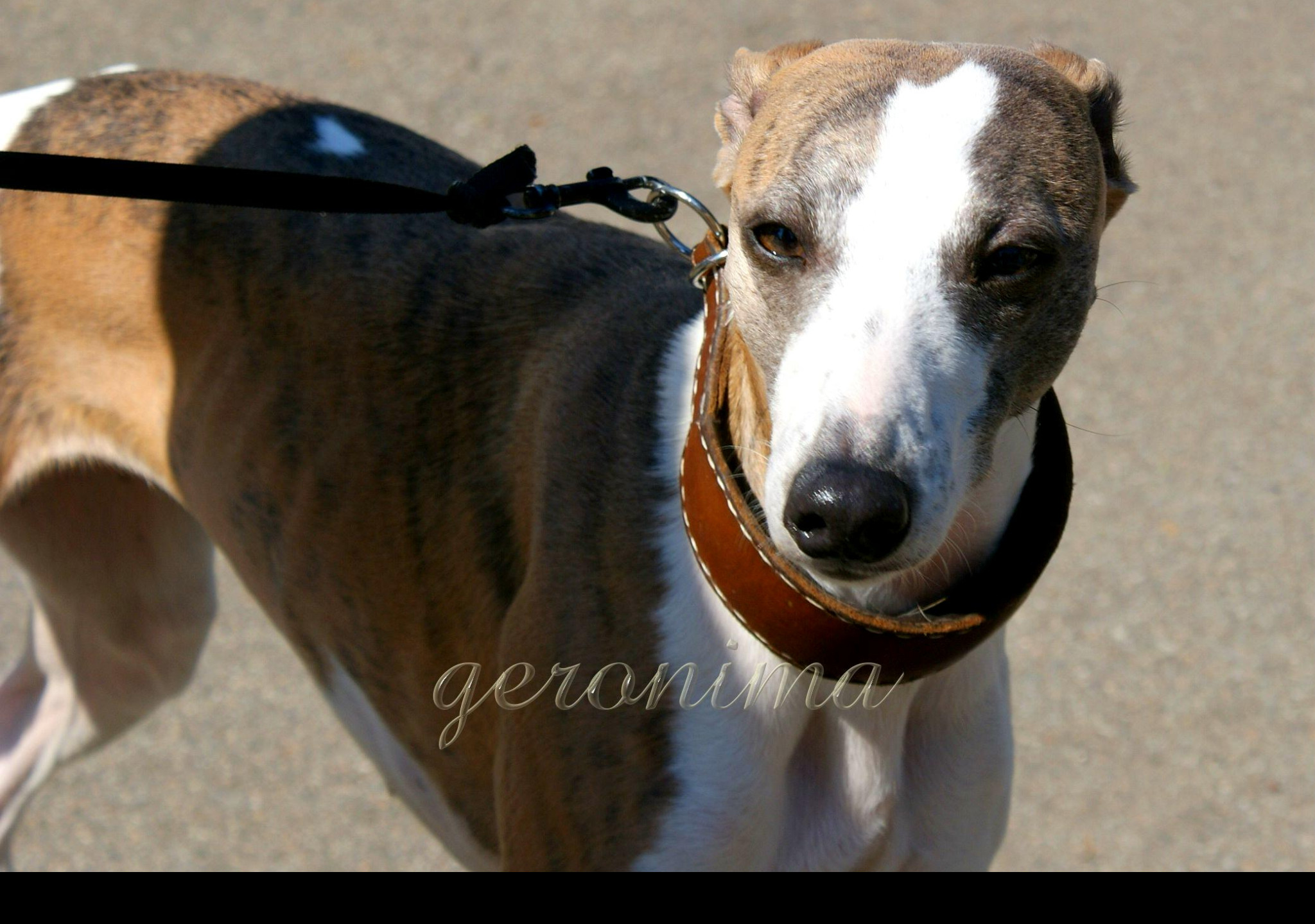 Tapeta whippet