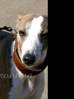 Tapeta whippet