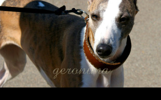 Tapeta whippet