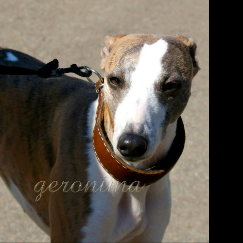 Tapeta whippet