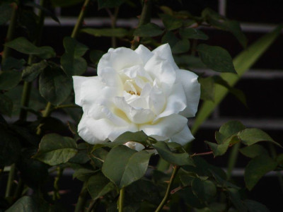 Tapeta: White Rose