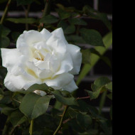 Tapeta whiterose