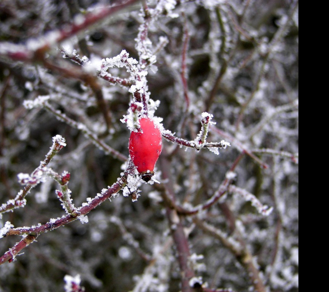 Tapeta wintertime12