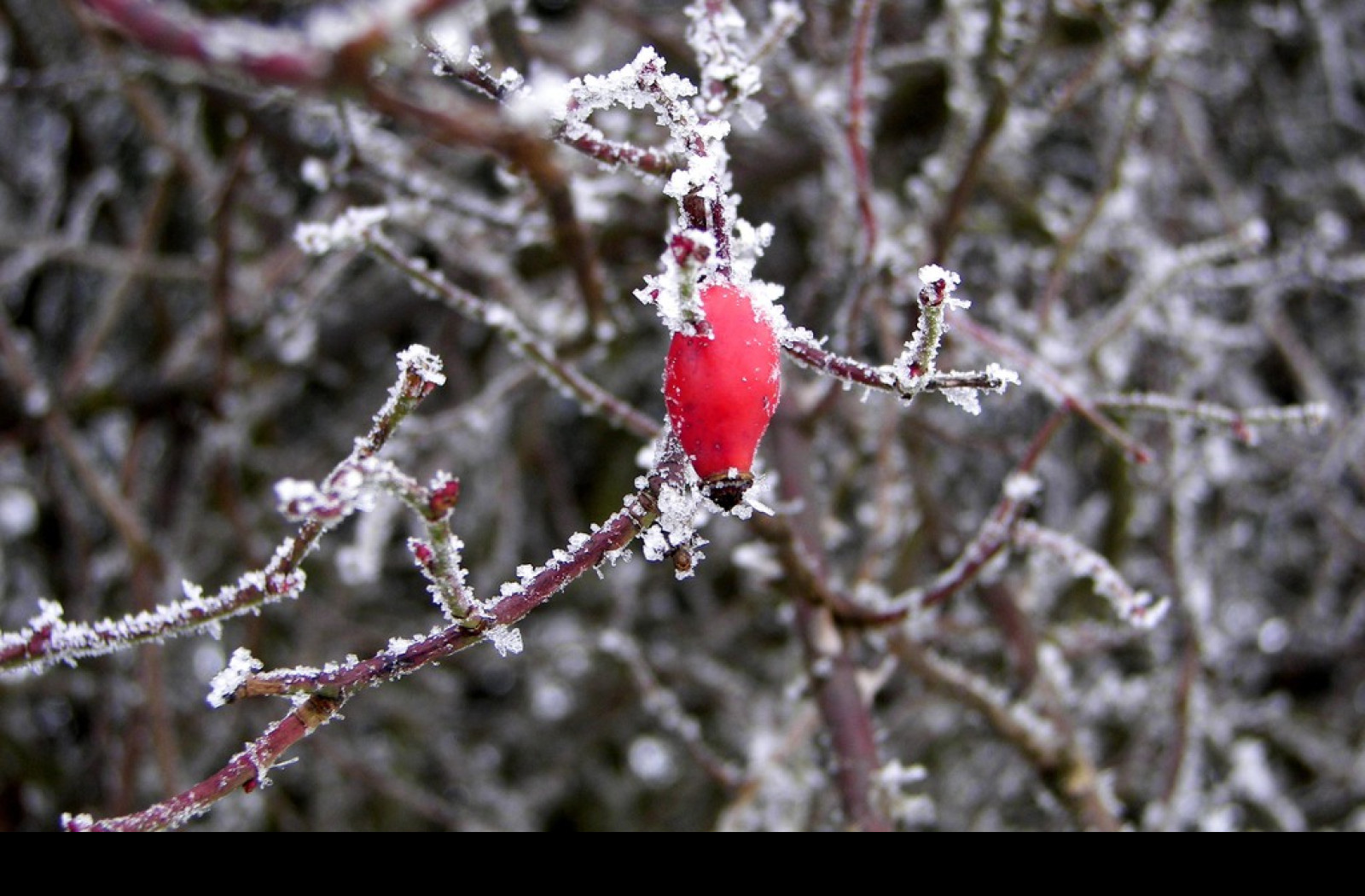 Tapeta wintertime12