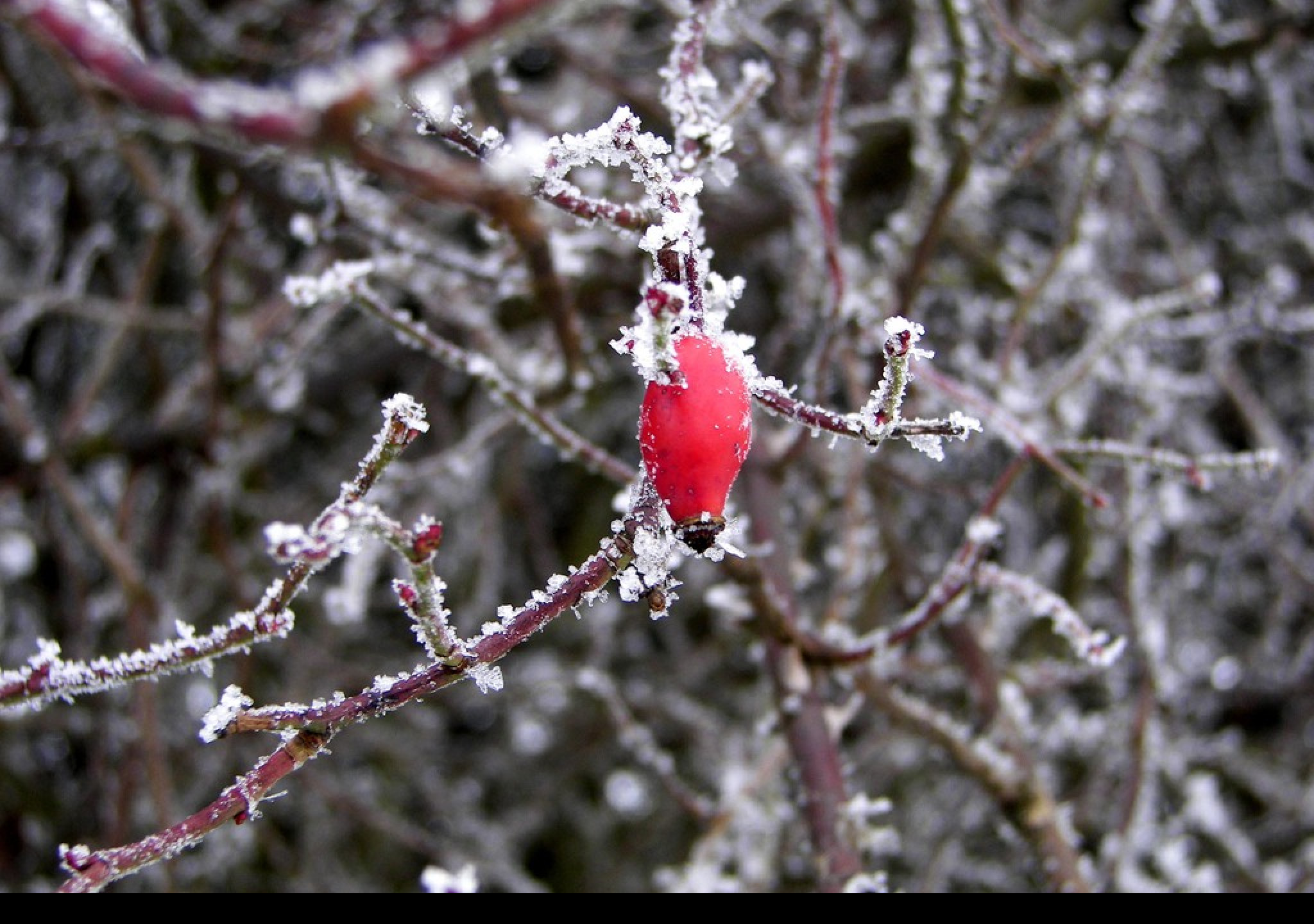 Tapeta wintertime12