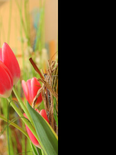 Tapeta z_floristicke_vystavy13
