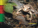 Tapeta Žába v lese 