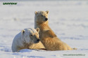 Tapeta Zachraňme Arktidu