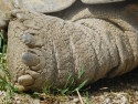 Tapeta Zadní noha želvy